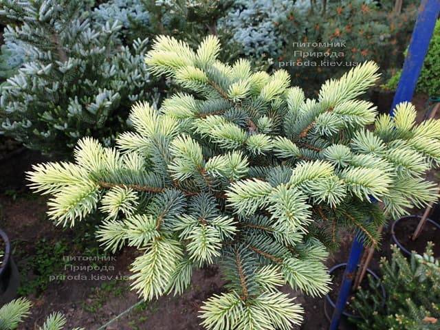 Ель голубая Биалобок (Picea pungens Bialobok) ФОТО Питомник растений Природа (13)
