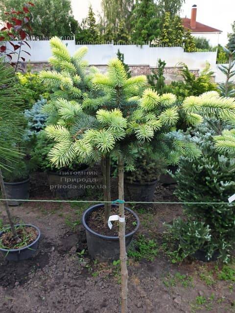 Ель голубая Биалобок (Picea pungens Bialobok) ФОТО Питомник растений Природа