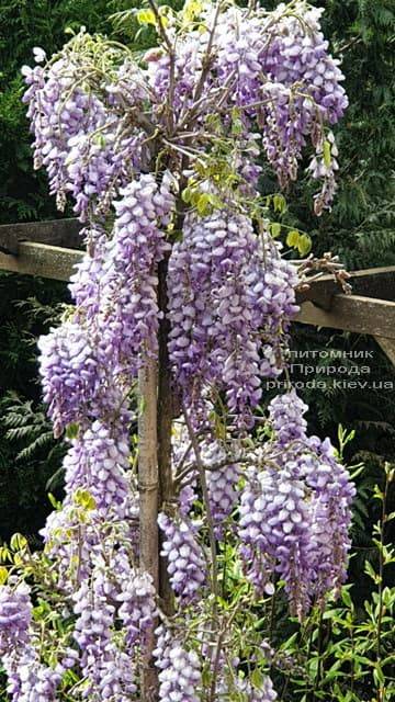 Глициния китайская (Wisteria sinensis) ФОТО Питомник растений Природа (6)