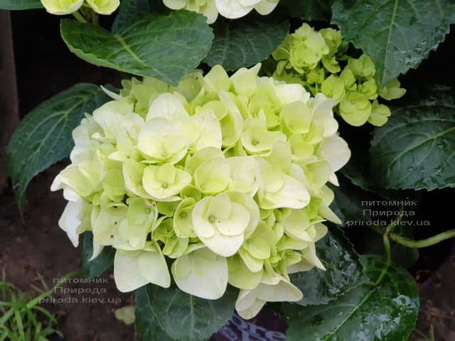 Гортензия крупнолистная Форевер Эвер Вайт (Hydrangea macrophylla Forever & Ever White) ФОТО Питомник растений Природа (6)