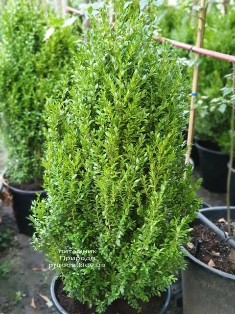 Самшит вечнозелёный (Buxus sempervirens) ФОТО Питомник растений Природа (9)