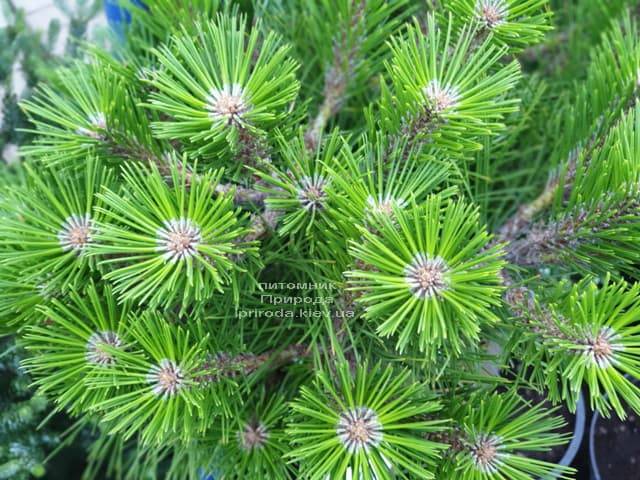Сосна густоцветковая Лоу Глоу (Pinus densiflora Low Glow) ФОТО Питомник растений Природа (2)