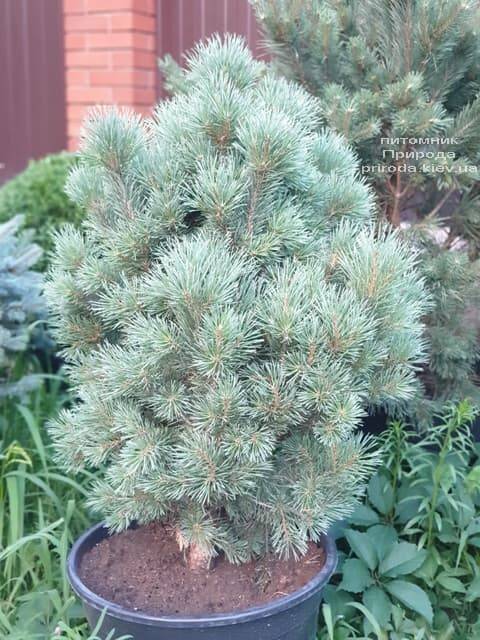 Сосна звичайна Ватерері (Pinus sylvestris Watereri) ФОТО Розплідник рослин Природа (2)