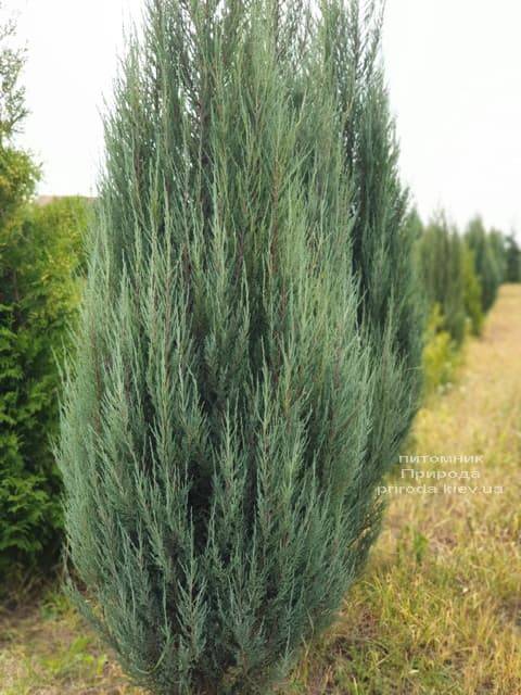 Можжевельник скальный Блю Арроу (Блю Эрроу) (Juniperus scopolorum Blue Arrow) ФОТО Питомник растений Природа (25)