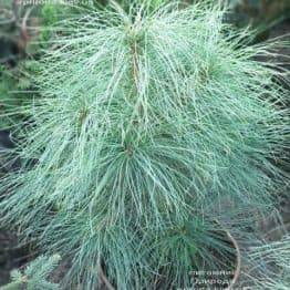 Сосна Гималайская (Гриффита) (Pinus wallichiana griffithii) ФОТО Питомник растений Природа (3)