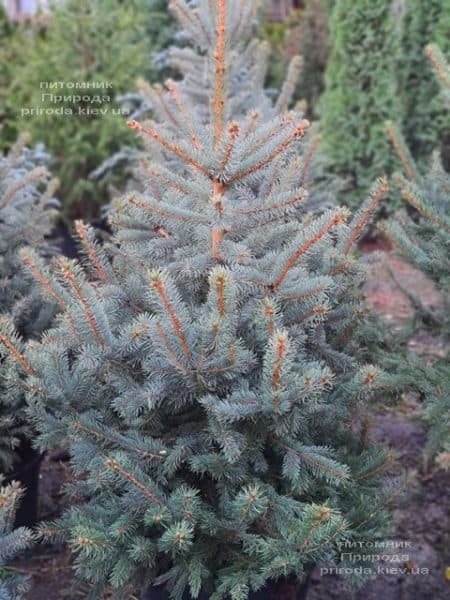 Ель голубая Глаука (Picea pungens Glauca) ФОТО Питомник растений Природа (156)