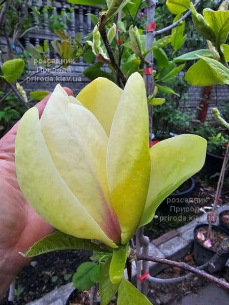 Магнолія Банана Спліт (Magnolia Banana Split) ФОТО Розсадник рослин Природа (3)