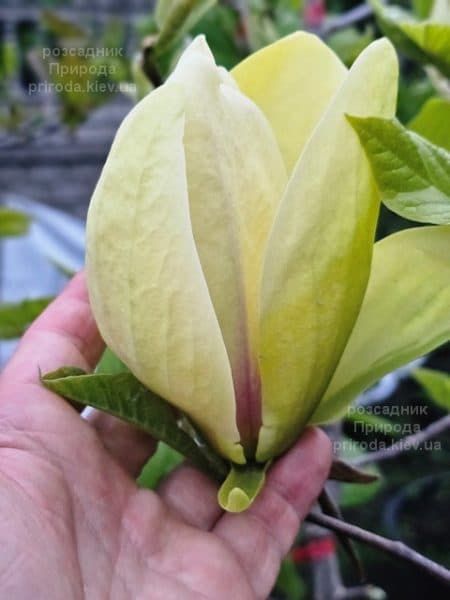 Магнолія Банана Спліт (Magnolia Banana Split) ФОТО Розсадник рослин Природа (4)