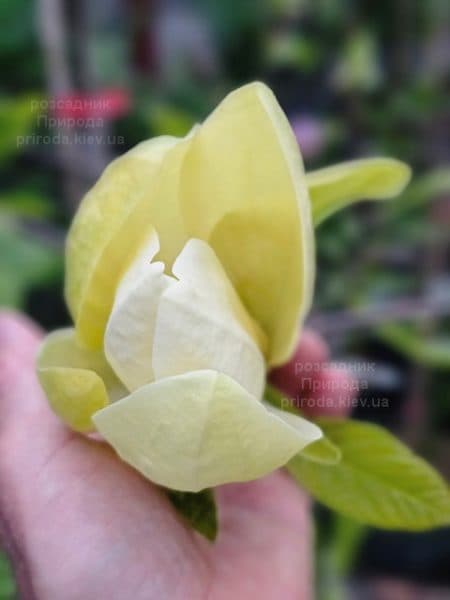Магнолія Банана Спліт (Magnolia Banana Split) ФОТО Розсадник рослин Природа (5)
