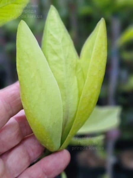 Магнолія Банана Спліт (Magnolia Banana Split) ФОТО Розсадник рослин Природа (6)