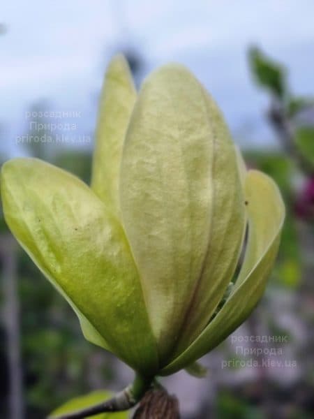 Магнолія Банана Спліт (Magnolia Banana Split) ФОТО Розсадник рослин Природа (7)
