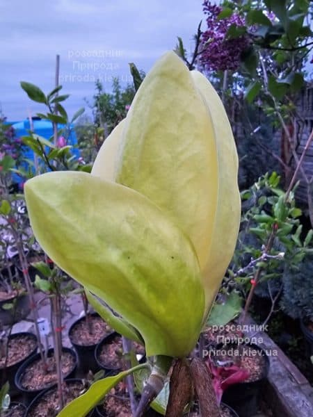 Магнолія Банана Спліт (Magnolia Banana Split) ФОТО Розсадник рослин Природа (8)