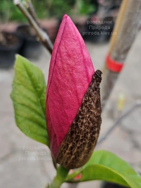 Магнолія Роуз Марія (Magnolia Rose Marie) ФОТО Розсадник рослин Природа (10)