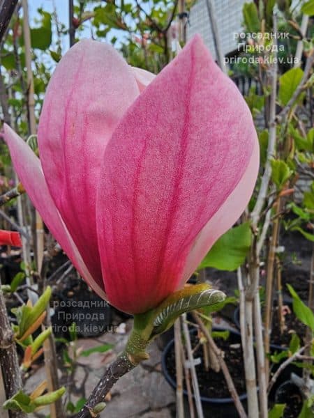 Магнолія Роуз Марія (Magnolia Rose Marie) ФОТО Розсадник рослин Природа (11)