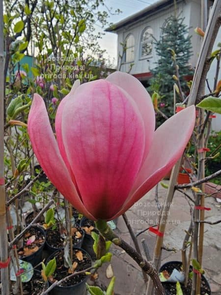 Магнолія Роуз Марія (Magnolia Rose Marie) ФОТО Розсадник рослин Природа (12)