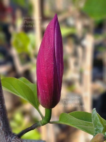 Магнолія Роуз Марія (Magnolia Rose Marie) ФОТО Розсадник рослин Природа (13)