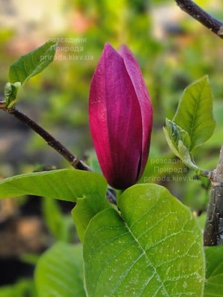 Магнолія Роуз Марія (Magnolia Rose Marie) ФОТО Розсадник рослин Природа (14)