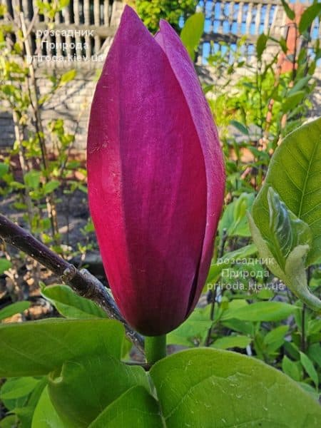 Магнолія Роуз Марія (Magnolia Rose Marie) ФОТО Розсадник рослин Природа (15)