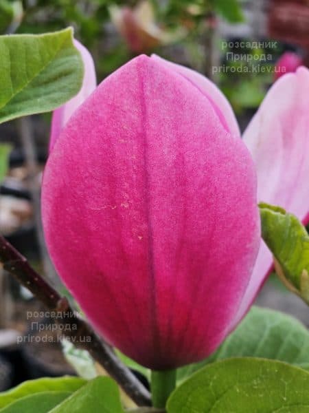 Магнолія Роуз Марія (Magnolia Rose Marie) ФОТО Розсадник рослин Природа (17)