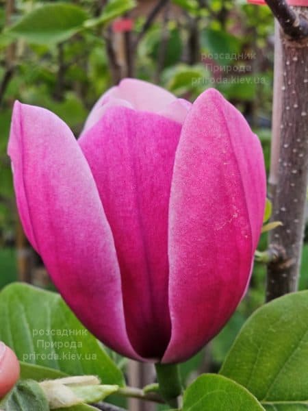 Магнолія Роуз Марія (Magnolia Rose Marie) ФОТО Розсадник рослин Природа (18)