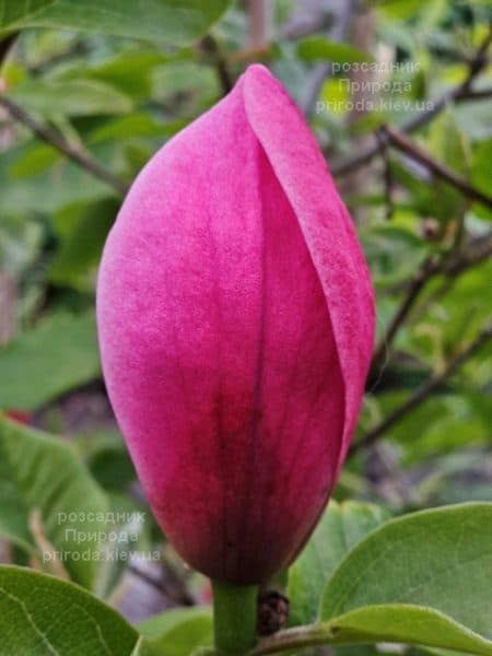 Магнолія Роуз Марія (Magnolia Rose Marie) ФОТО Розсадник рослин Природа (20)