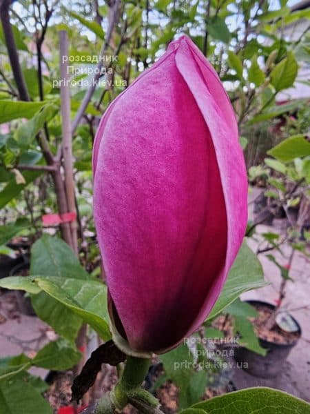 Магнолія Роуз Марія (Magnolia Rose Marie) ФОТО Розсадник рослин Природа (21)