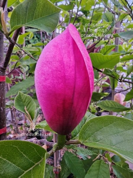 Магнолія Роуз Марія (Magnolia Rose Marie) ФОТО Розсадник рослин Природа (22)