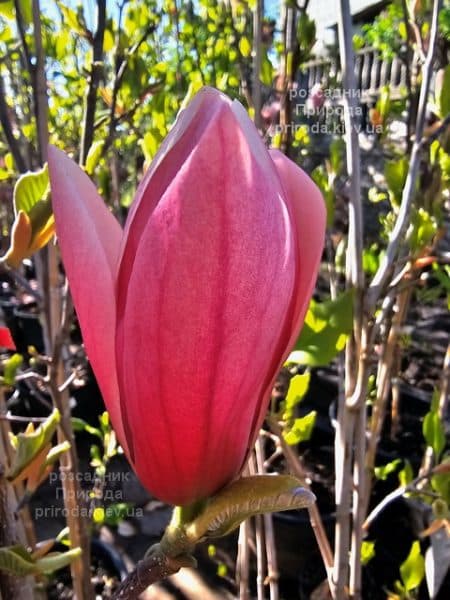 Магнолія Роуз Марія (Magnolia Rose Marie) ФОТО Розсадник рослин Природа (7)