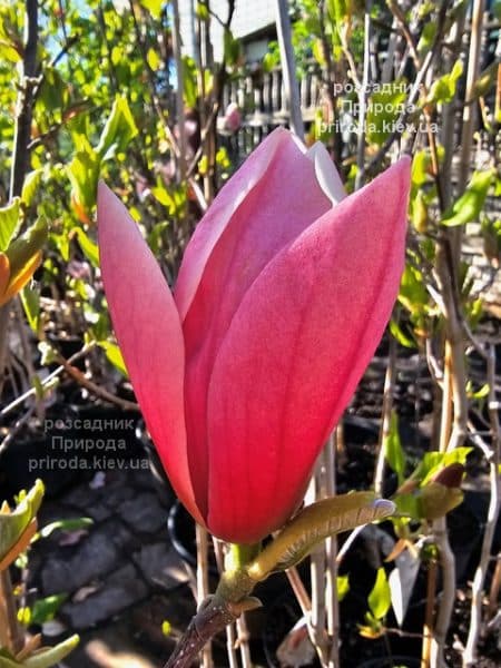 Магнолія Роуз Марія (Magnolia Rose Marie) ФОТО Розсадник рослин Природа (8)