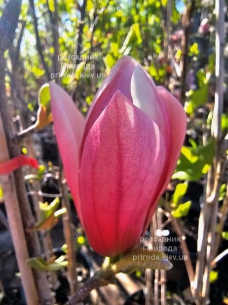Магнолія Роуз Марія (Magnolia Rose Marie) ФОТО Розсадник рослин Природа (9)