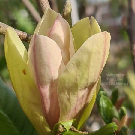 Магнолія Транквіліті (Magnolia Tranquility) ФОТО Розсадник рослин Природа (1)