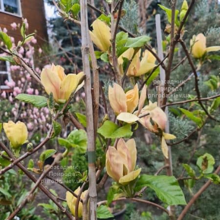 Магнолія Транквіліті (Magnolia Tranquility) ФОТО Розсадник рослин Природа (10)