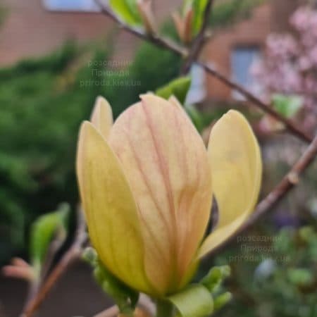 Магнолія Транквіліті (Magnolia Tranquility) ФОТО Розсадник рослин Природа (11)