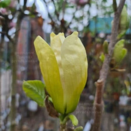 Магнолія Транквіліті (Magnolia Tranquility) ФОТО Розсадник рослин Природа (12)