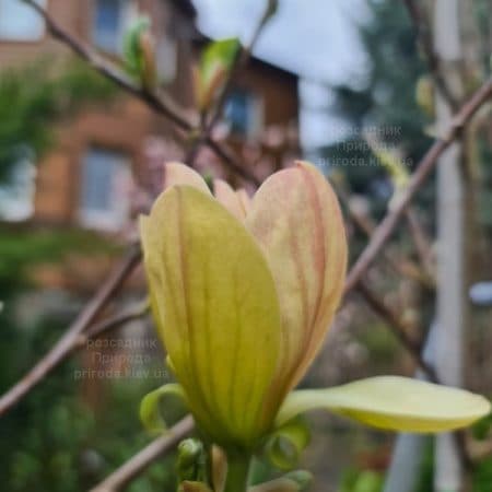 Магнолія Транквіліті (Magnolia Tranquility) ФОТО Розсадник рослин Природа (4)