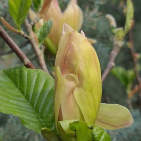 Магнолія Транквіліті (Magnolia Tranquility) ФОТО Розсадник рослин Природа (5)