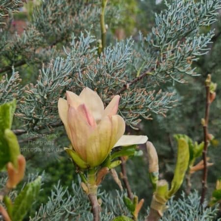 Магнолія Транквіліті (Magnolia Tranquility) ФОТО Розсадник рослин Природа (6)