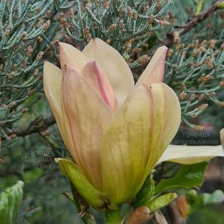Магнолія Транквіліті (Magnolia Tranquility) ФОТО Розсадник рослин Природа (7)