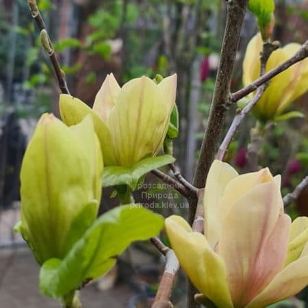 Магнолія Транквіліті (Magnolia Tranquility) ФОТО Розсадник рослин Природа (8)