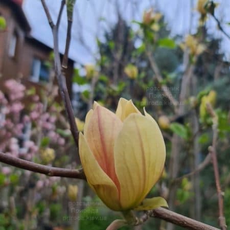Магнолія Транквіліті (Magnolia Tranquility) ФОТО Розсадник рослин Природа (9)
