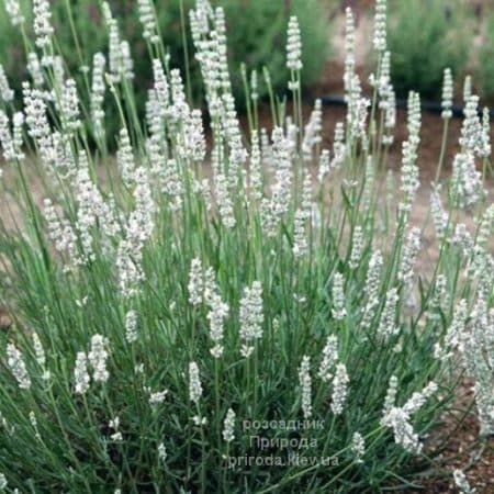 Лаванда Альба (Lavandula Alba) ФОТО Розсадник рослин Природа (3)