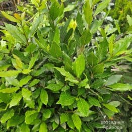 Лавр благородний (Laurus nobilis) ФОТО Розсадник рослин Природа (6)
