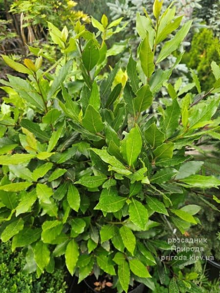 Лавр благородний (Laurus nobilis) ФОТО Розсадник рослин Природа (6)