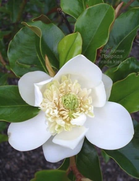 Магнолія вічнозелена крупноквіткова Нантеїс Флор Плено (Magnolia grandiflora Nantais Flore Pleno) ФОТО (1)