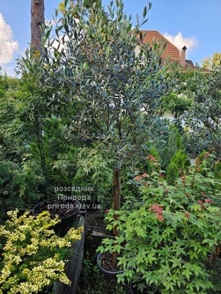 Олива (Маслина) Европейска (Olea europaea) ФОТО Розсадник рослин Природа (10)