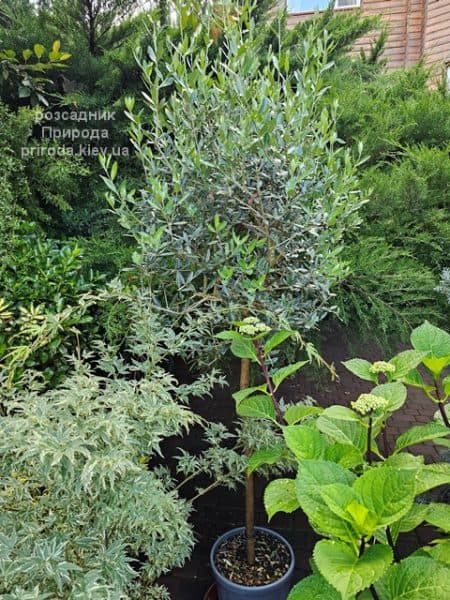 Олива (Маслина) Европейска (Olea europaea) ФОТО Розсадник рослин Природа (11)