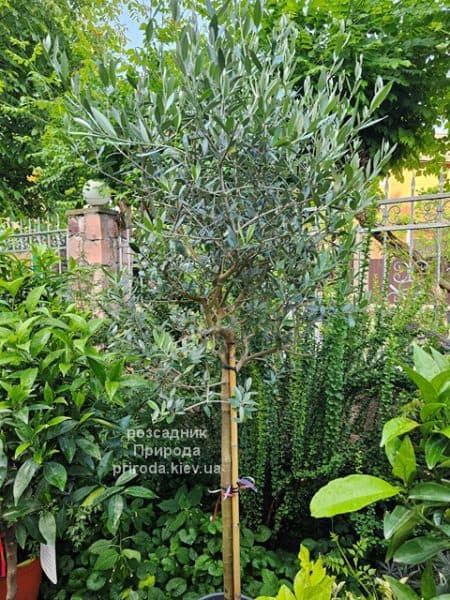 Олива (Маслина) Европейска (Olea europaea) ФОТО Розсадник рослин Природа (12)