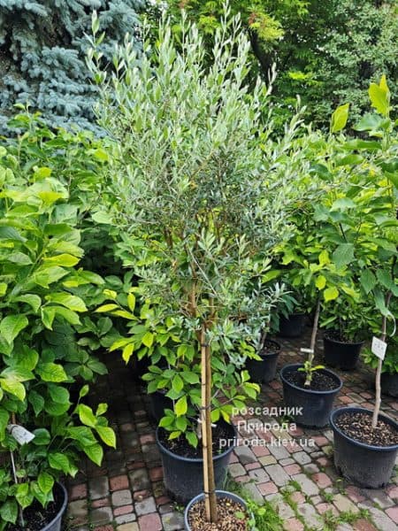 Олива (Маслина) Европейска (Olea europaea) ФОТО Розсадник рослин Природа (13)
