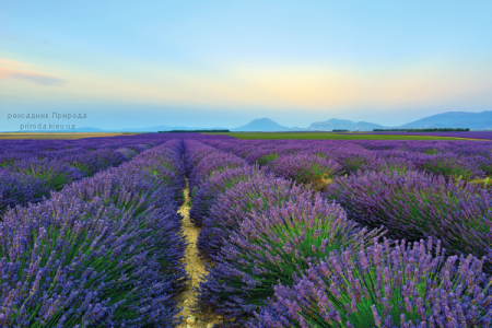 Лаванда Хідкот (Lavandula Hidcote) ФОТО Розсадник рослин Природа (2)