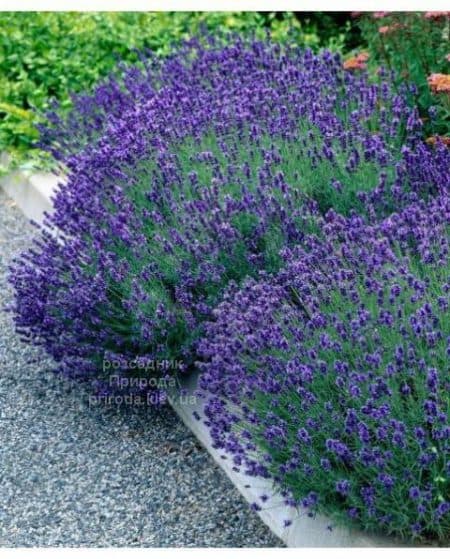 Лаванда Хідкот (Lavandula Hidcote) ФОТО Розсадник рослин Природа (3)